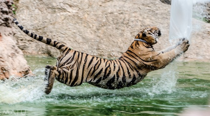 SURFEANDO CON TIGRES
