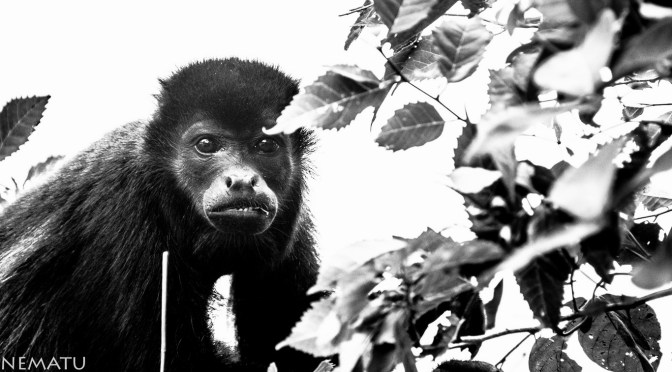 SURFEANDO PANAMÁ (Cuarta Ola)